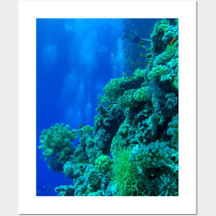 Coral reef Posters and Art